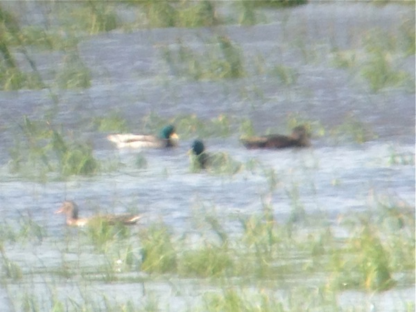 Svartand (Anas rubripes) American Black Duck