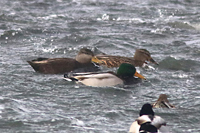 Svartand (Anas rubripes) American Black Duck