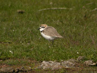 Svartbent strandpipare (Charadrius alexandrinus) Kentish Plover