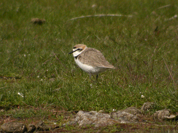 Svartbent strandpipare (Charadrius alexandrinus) Kentish Plover