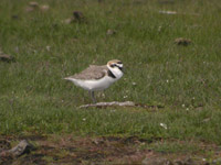 Svartbent strandpipare (Charadrius alexandrinus) Kentish Plover