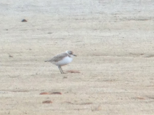 Svartbent strandpipare (Charadrius alexandrinus) Kentish Plover