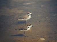 Svartbent strandpipare (Charadrius alexandrinus) Kentish Plover