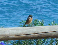 Svarthakad buskskvtta (Saxicola rubicola) European Stonechat