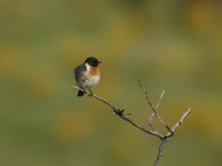 Svarthakad buskskvtta (Saxicola rubicola) European Stonechat