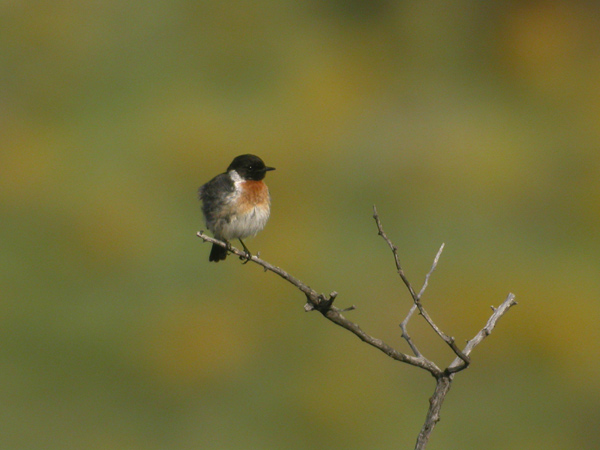 Svarthakad buskskvätta (Saxicola rubicola) European Stonechat