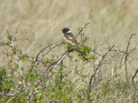 Svarthakad buskskvtta (Saxicola rubicola) European Stonechat