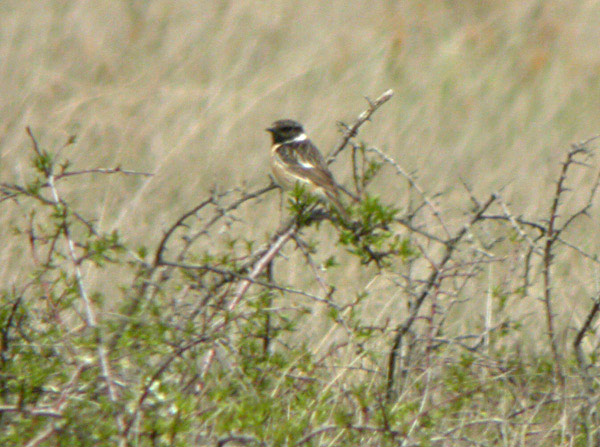 Svarthakad buskskvätta (Saxicola rubicola) European Stonechat