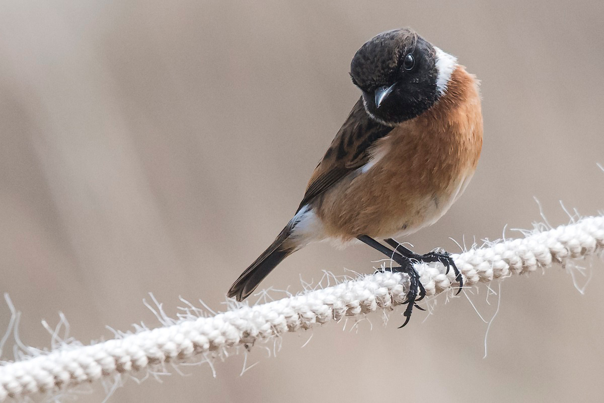 Svarthakad buskskvätta (Saxicola rubicola) European Stonechat