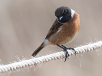 Svarthakad buskskvtta (Saxicola rubicola) European Stonechat