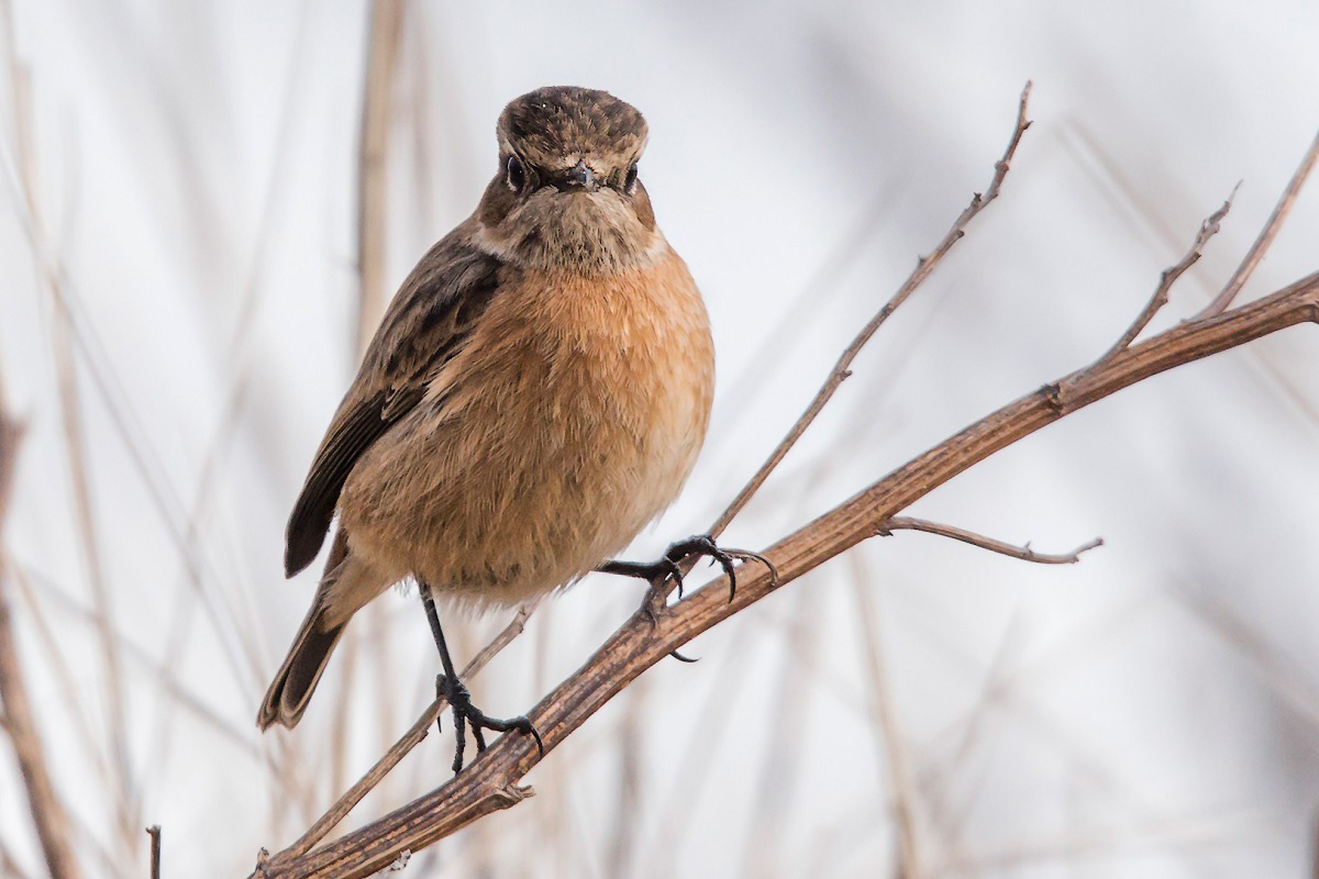 Svarthakad buskskvätta (Saxicola rubicola) European Stonechat