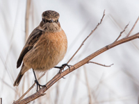 Svarthakad buskskvtta (Saxicola rubicola) European Stonechat