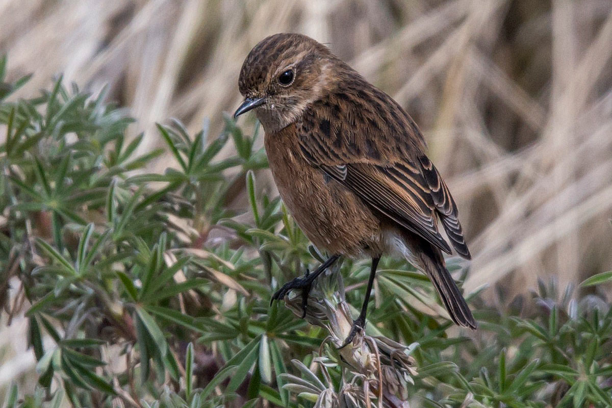 Svarthakad buskskvätta (Saxicola rubicola) European Stonechat