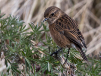 Svarthakad buskskvtta (Saxicola rubicola) European Stonechat