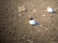 Svarthuvad ms (Ichthyaetus melanocephalus) Mediterranean Gull