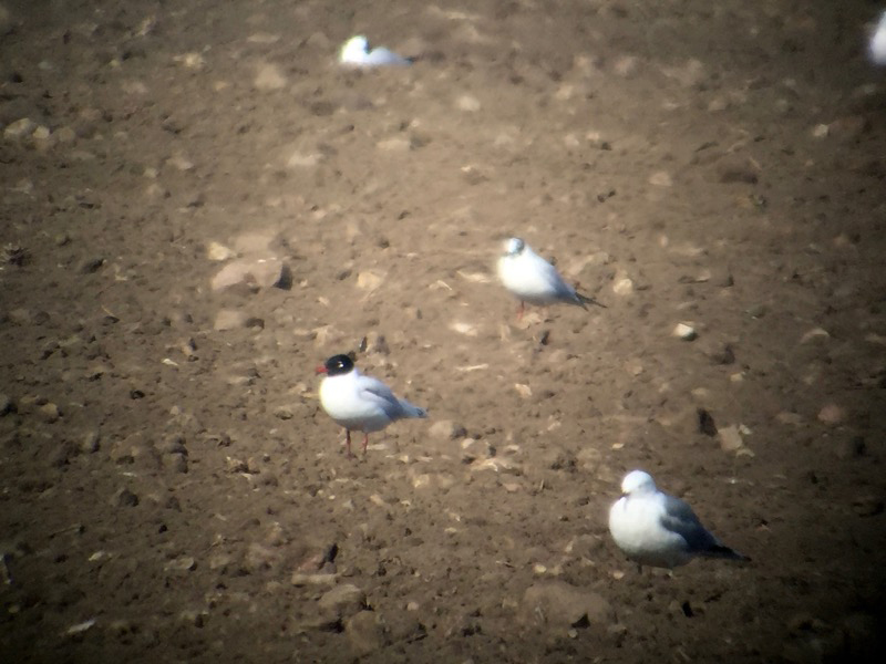 Svarthuvad mås (Ichthyaetus melanocephalus) Mediterranean Gull