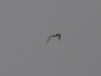 Svarthuvad ms (Ichthyaetus melanocephalus) Mediterranean Gull