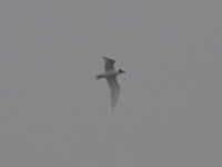 Svarthuvad ms (Ichthyaetus melanocephalus) Mediterranean Gull