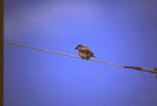 Svartpannad trnskata (Lanius minor) Lesser Grey Shrike