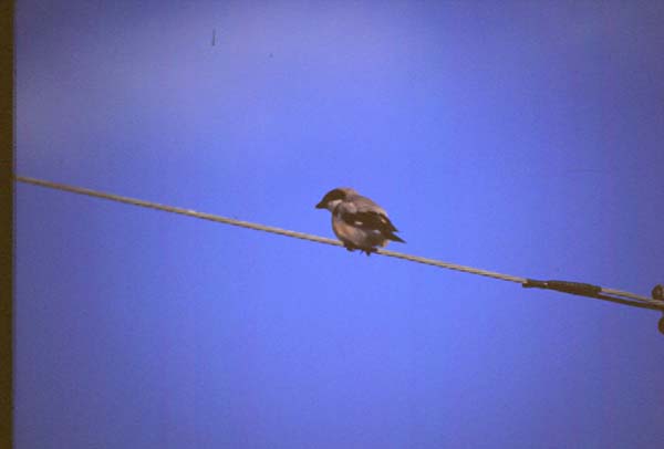 Svartpannad törnskata (Lanius minor) Lesser Grey Shrike