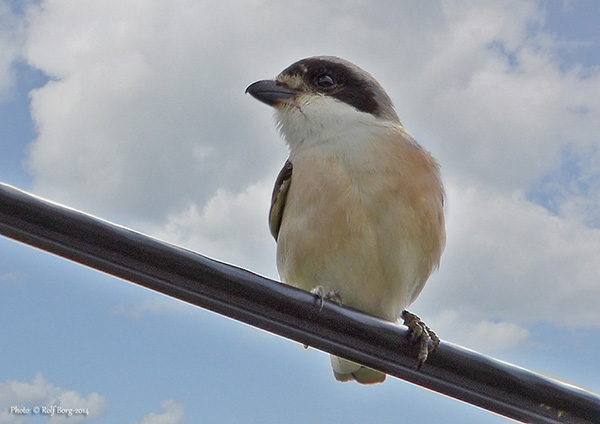 Svartpannad törnskata (Lanius minor) Lesser Grey Shrike