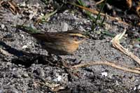 Svartstrupig jrnsparv (Prunella atrogularis) Black-throated Accentor 