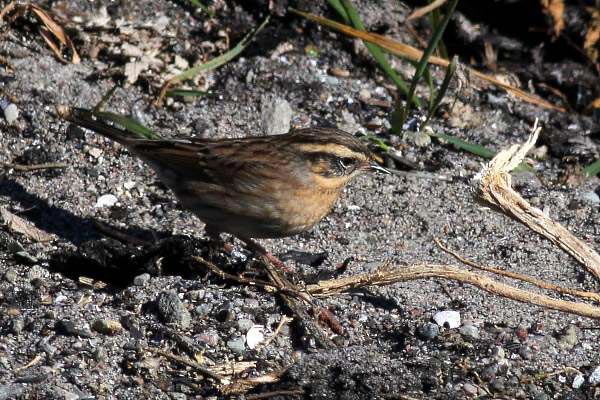 Sibirisk järnsparv (Prunella montanella) Siberian Accentor 