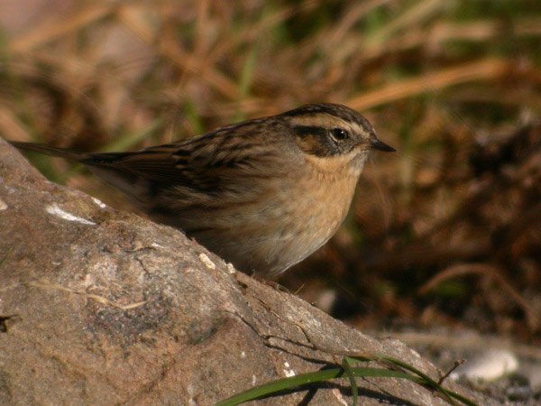 Svartstrupig järnsparv (Prunella atrogularis) Black-throated Accentor 