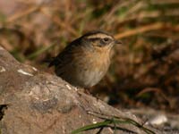 Svartstrupig jrnsparv (Prunella atrogularis) Black-throated Accentor 