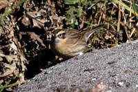 Svartstrupig jrnsparv (Prunella atrogularis) Black-throated Accentor 