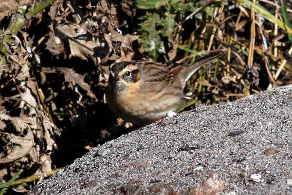 Svartstrupig järnsparv (Prunella atrogularis) Black-throated Accentor 