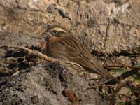 Svartstrupig jrnsparv (Prunella atrogularis) Black-throated Accentor 