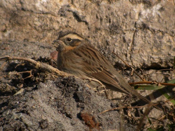 Svartstrupig järnsparv (Prunella atrogularis) Black-throated Accentor 