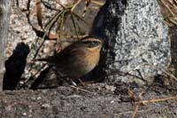 Svartstrupig jrnsparv (Prunella atrogularis) Black-throated Accentor 