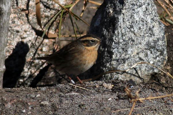 Svartstrupig järnsparv (Prunella atrogularis) Black-throated Accentor 