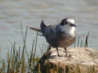 Svarttrna (Chlidonias niger) Black Tern