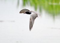Svarttrna (Chlidonias niger) Black Tern