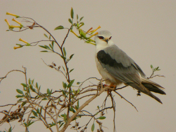 Svartvingad glada (Elanus caeruleus) Black-winged Kite