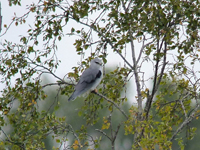 Svartvingad glada (Elanus caeruleus) Black-winged Kite