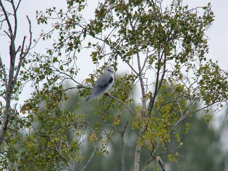 Svartvingad glada (Elanus caeruleus) Black-winged Kite