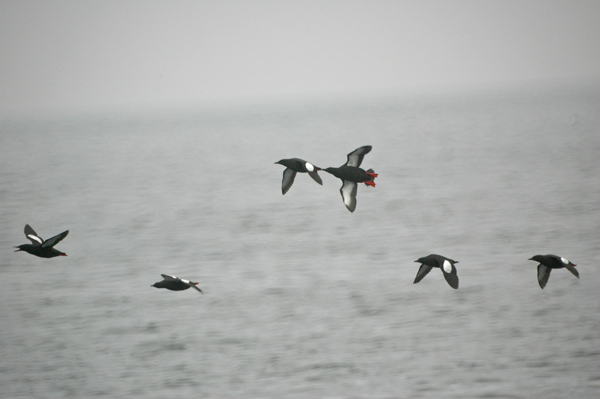 Tobisgrissla (Cepphus grylle) Black Guillemot