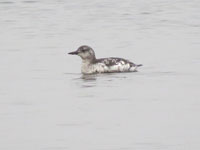 Tobisgrissla (Cepphus grylle) Black Guillemot