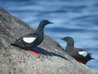 Tobisgrissla (Cepphus grylle) Black Guillemot