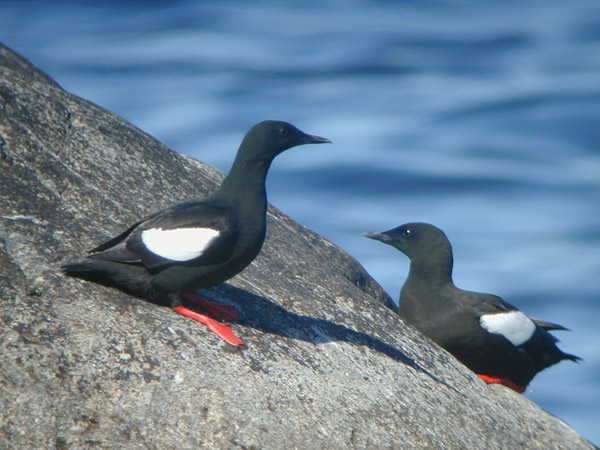 Tobisgrissla (Cepphus grylle) Black Guillemot