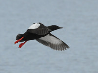 Tobisgrissla (Cepphus grylle) Black Guillemot