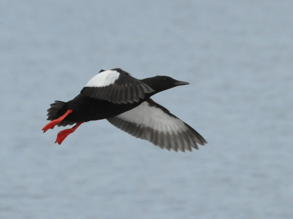 Tobisgrissla (Cepphus grylle) Black Guillemot