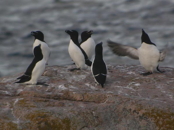 Tordmule (Alca torda) Razorbill