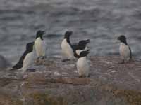 Tordmule (Alca torda) Razorbill