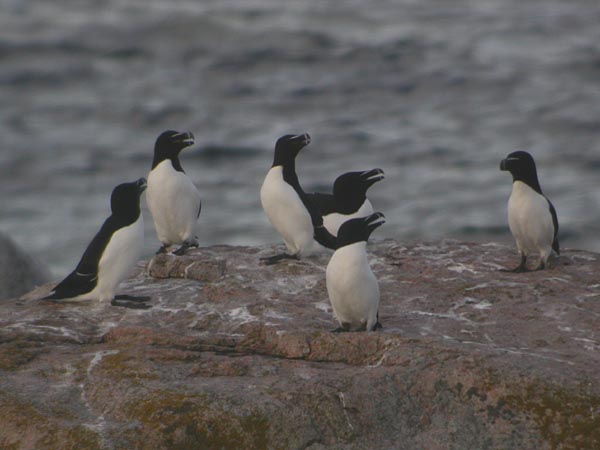 Tordmule (Alca torda) Razorbill