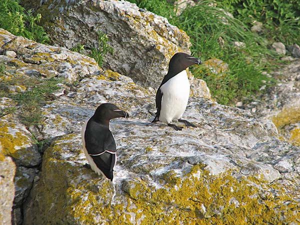 Tordmule (Alca torda) Razorbill